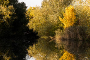 Reflet automnal #1