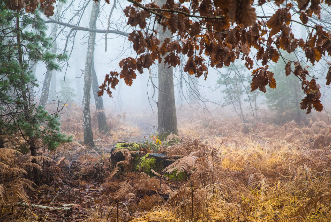 05-Un-manteau-de-brouillard