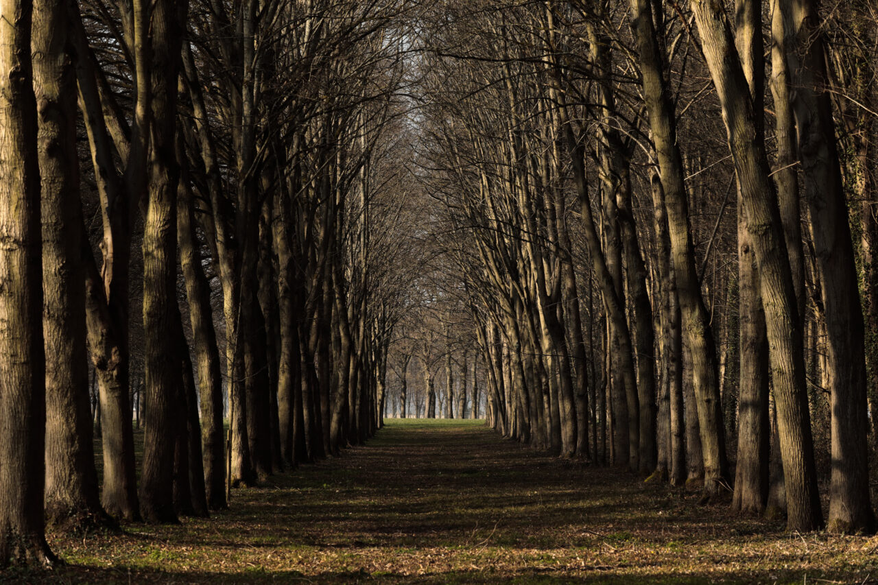 07-A-lombre-des-geants