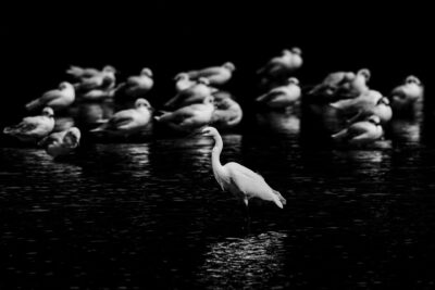 18-Cheffe-de-meute-1