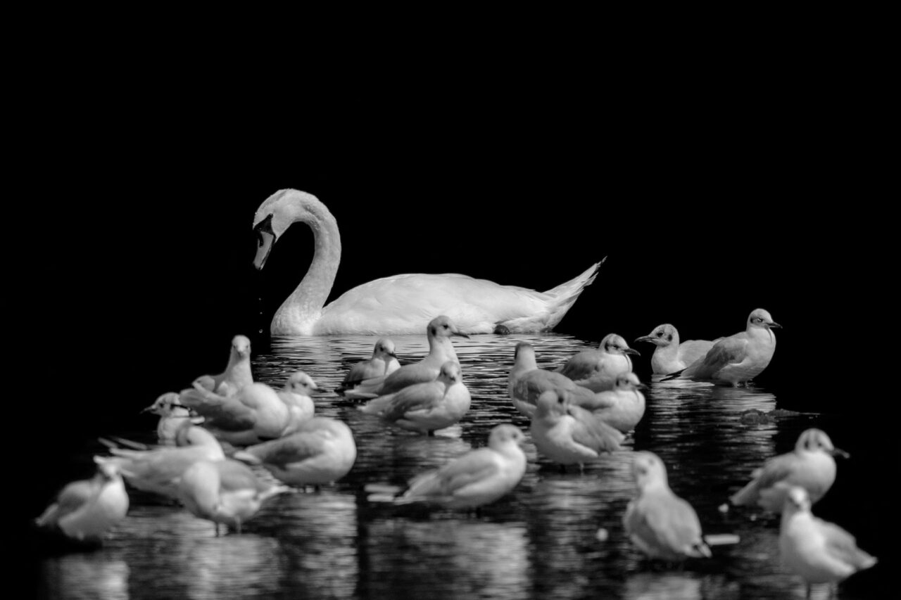 19-Cheffe-de-meute-2