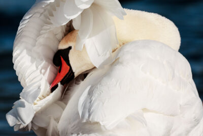 24-25000-nuances-de-blanc