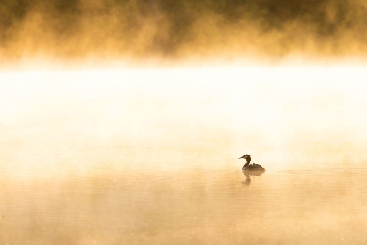 26-Un-etang-dor-sans-fin