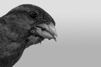 009-Mine-de-plomb-10