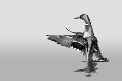 010-Mine-de-plomb-11