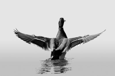 011-Mine-de-plomb-12