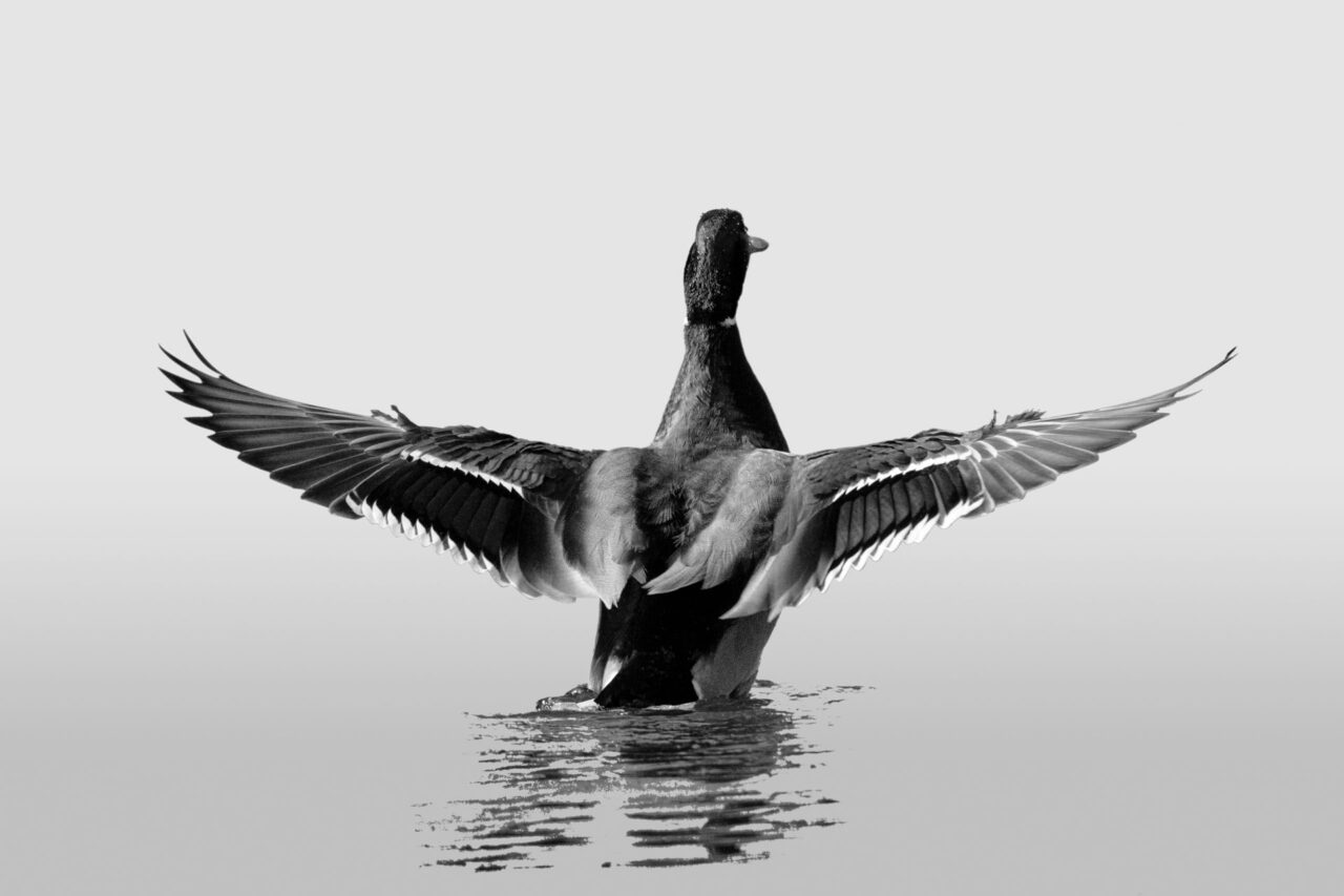 011-Mine-de-plomb-12