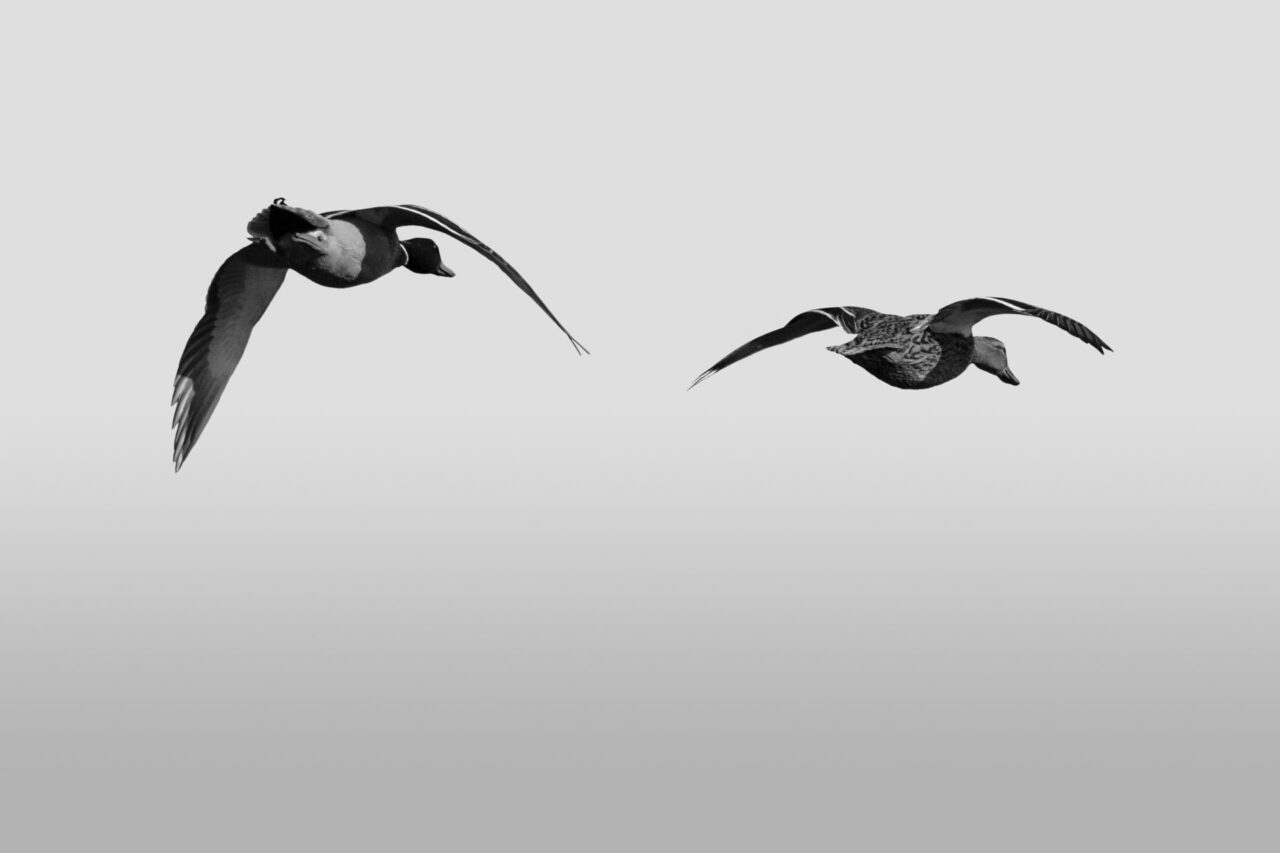 020-Mine-de-plomb-25