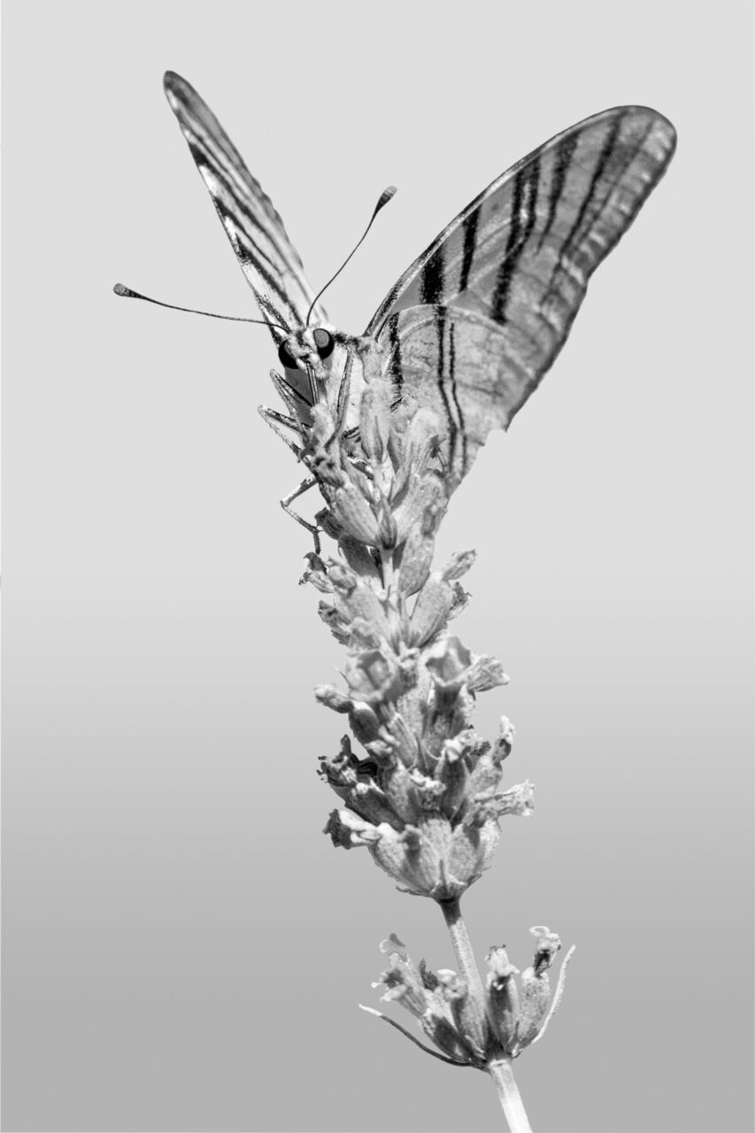 027-Mine-de-plomb-33