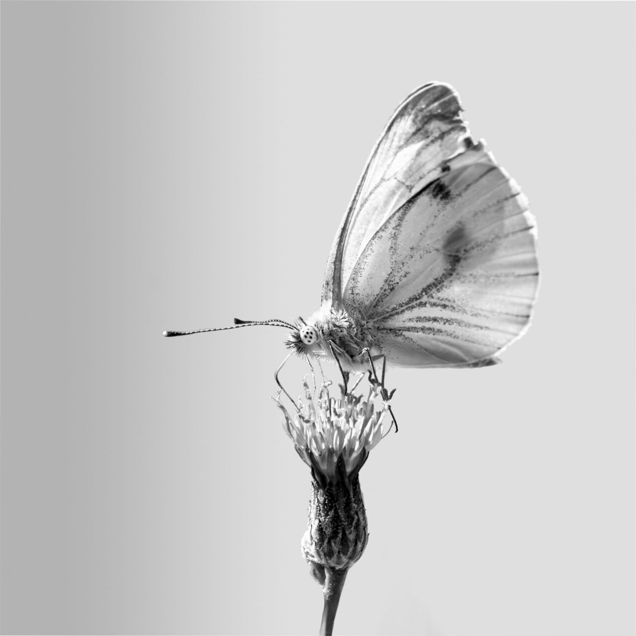 028-Mine-de-plomb-34