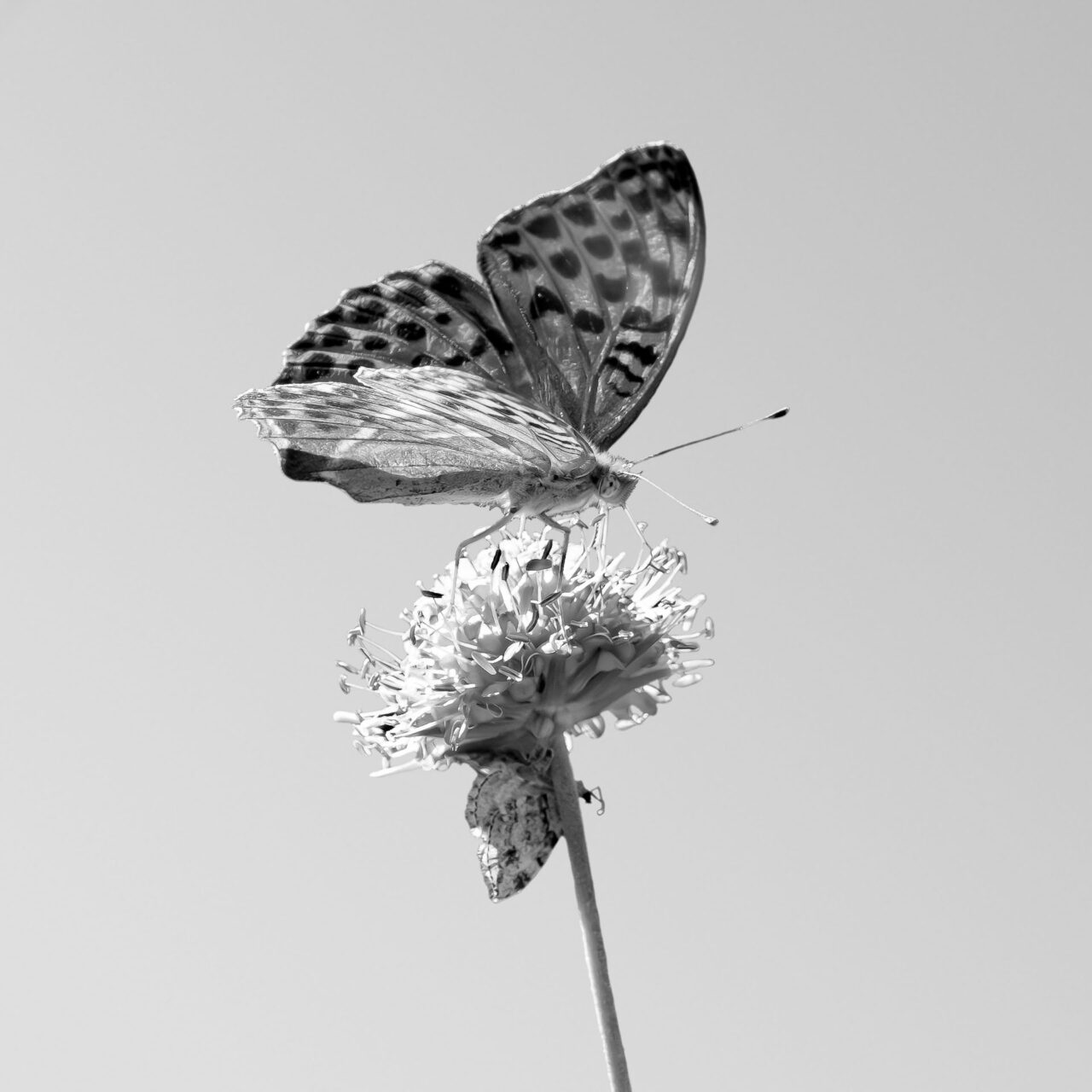 030-Mine-de-plomb-36