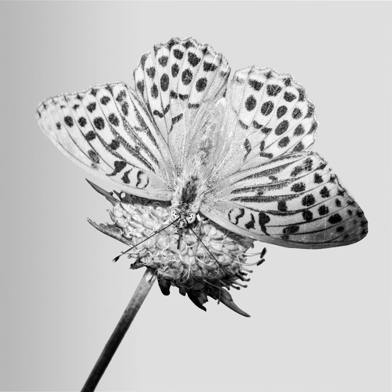 031-Mine-de-plomb-37