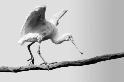 035-Mine-de-plomb-41