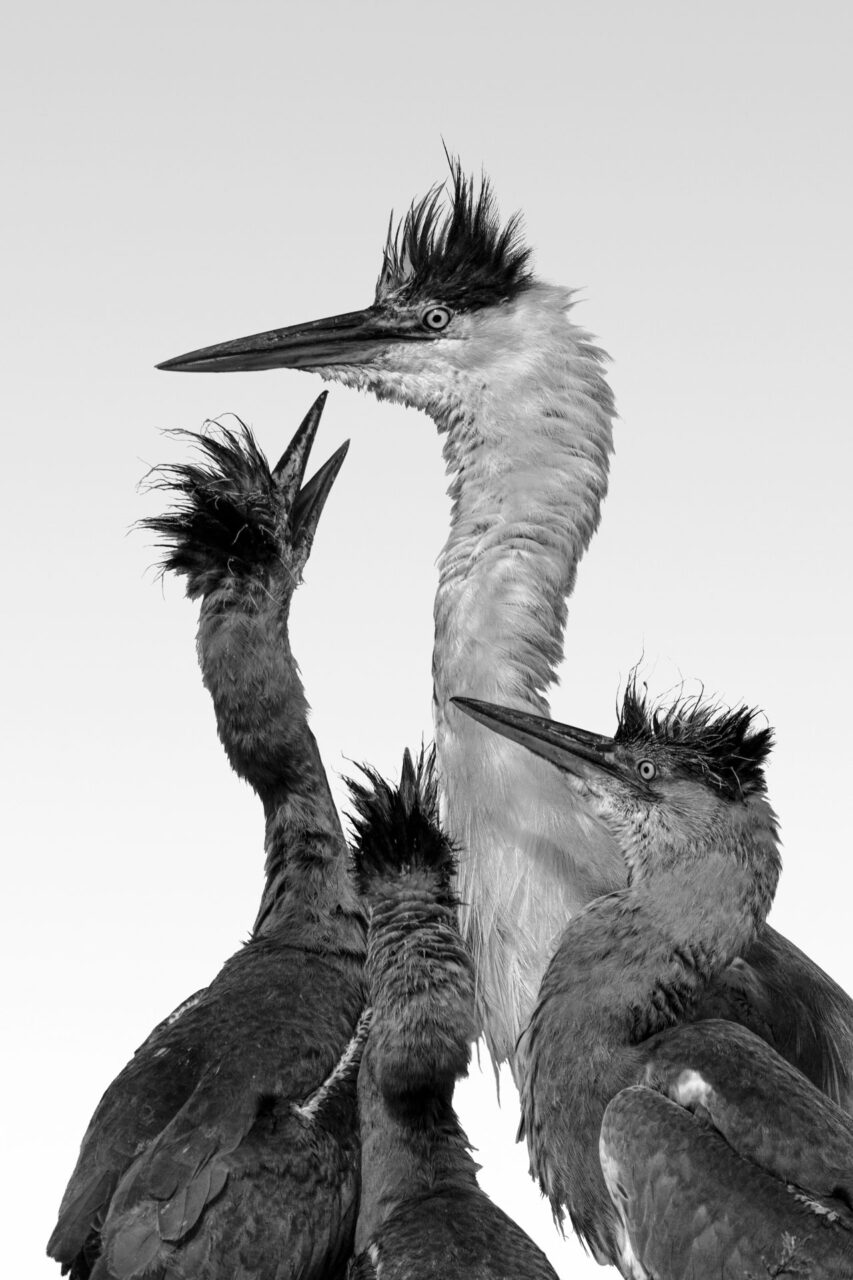 037-Mine-de-plomb-18